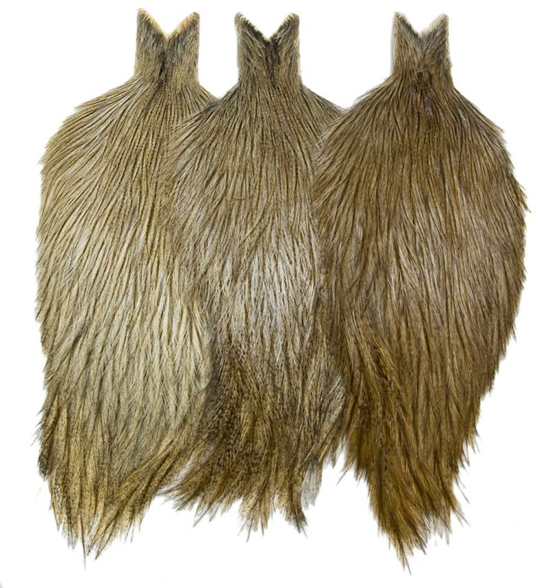 Cou de coq de Leon Whiting Couleur Pardo Moyen