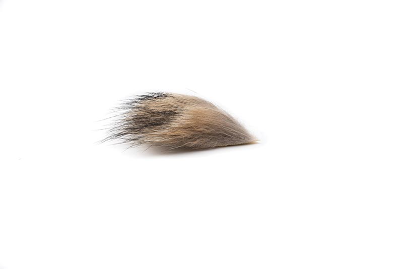 Poils de Coyotte