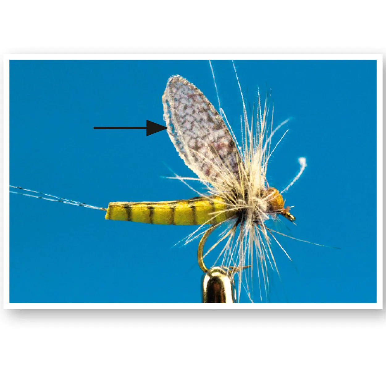 True Wings Mayfly (Ailes Mouche de Mai) – Image 3