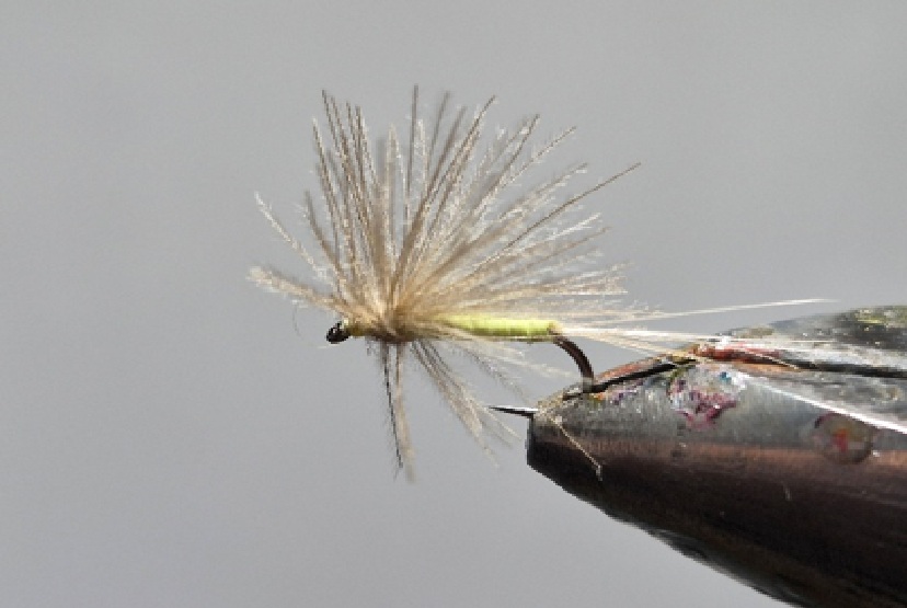 SA 22 Olive moyenne. SA 22 Olive moyenne.