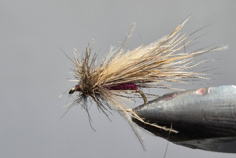 SA 31 Sedge brun à corps rouge à rouge violacé. SA 31 Sedge brun à corps rouge à rouge violacé.