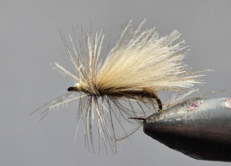 SA 32 Sedge cannelle SA 32 Sedge cannelle