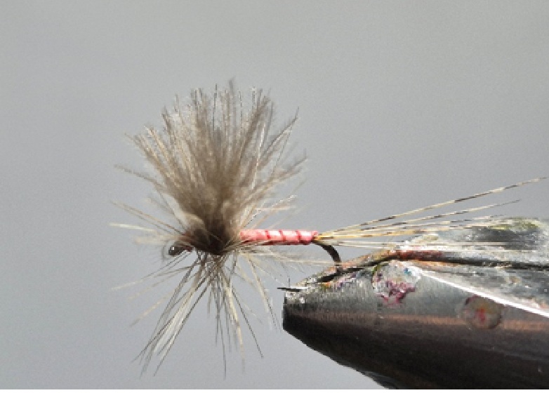 SA 51 Spinner Ecdyo (mouche rouge) SA 51 Spinner Ecdyo (mouche rouge)